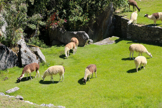 Llamas of the Andes