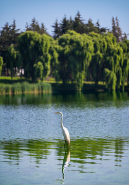 Garza solitaria