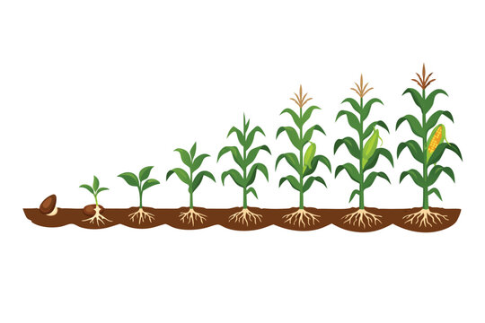 Corn Plant Growth Stages Vector Illustration Showing Maize Development Process from Seed Germination to Mature Crop with Ripe Corn Cob, Roots, and Green Leaves Isolated on White Background.
