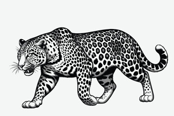Fototapeta premium Majestic leopard walks with a focused gaze in this detailed black and white line art illustration showcasing its distinctive spotted fur pattern.