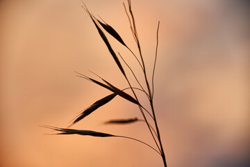 Obraz premium Silhouette of wild grass against a warm orange sunset sky evoking calm and simplicity