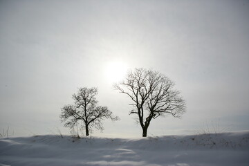 Fototapeta premium 冬の長野・信州信濃町の雪原に立つ2本の木のシルエットと雪空