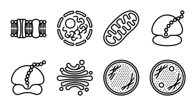 Cell Biology Icons: Organelles, Mitochondria, Ribosomes, Golgi Apparatus, Nucleus, Cell Division