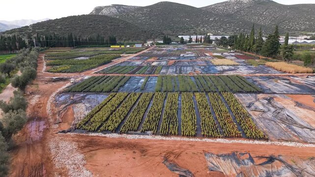 Schinias Colorful Fields Low attitude  Aerial Greece