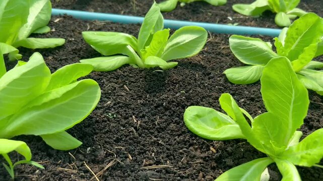Close-up tracking shot of fresh young green lettuce seedlings growing in dark organic soil. Commercial vegetable farm raised beds with blue PVC irrigation pipes. Sustainable agribusiness concept.