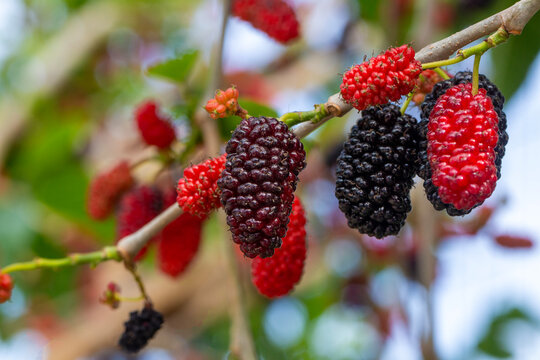 Fresh Ripe Mulberry Fruits (Morus nigra) Hanging on Tree Branch in Spring