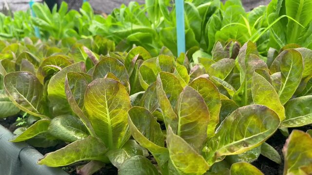Close-up shot of fresh, wet red cos romaine lettuce growing in dark soil with green lettuce in the background. Organic vegetable farm greenhouse. Concept of sustainable agribusiness and healthy food.