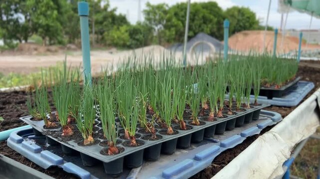 Close-up video of young spring onion and shallot seedlings sprouting from bulbs in black propagation trays on an organic vegetable farm. Sustainable agribusiness, agriculture, and greenhouse farming.