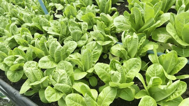 High-angle tracking shot over mature, lush green romaine lettuce growing in dark soil with PVC irrigation pipes. Organic vegetable farm greenhouse. Concept of sustainable agribusiness and harvest.