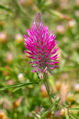 Fototapeta premium Single Pink Purple Crimson Clover (Trifolium rubens) Wildflower in a Spring Meadow