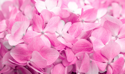 Fototapeta premium Pink flowers close up. Bouquet of purple flowers. City flower beds, a beautiful and well-groomed garden with flowering bushes.