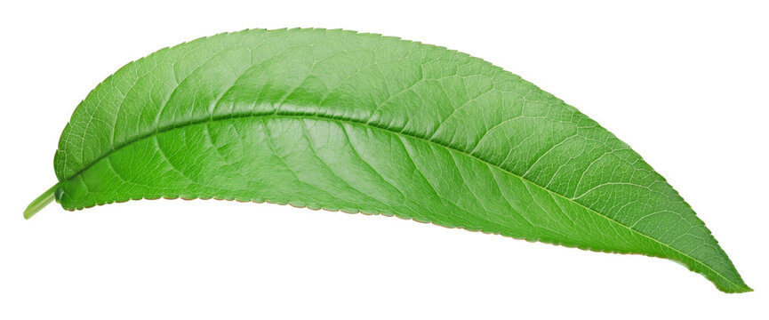 Almond leaves isolated white background