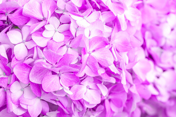 Fototapeta premium Lilac flowers close up. Bouquet of purple flowers. City flower beds, a beautiful and well-groomed garden with flowering bushes.