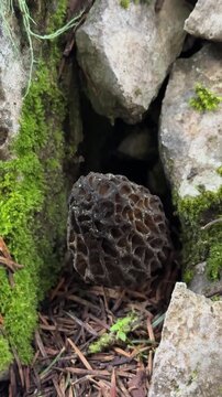 Sunlit morel mushrooms in a lush green mossy environment

