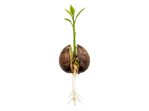 Avocado seedling with roots and leaves growing