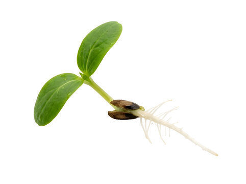 Fresh cucumber seedling sprouting with green leaves on a transparent background