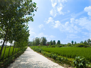 Obraz premium Rural Road Through Green Rice Paddy Fields in Summer Countryside Landscape