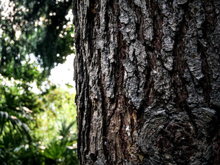 Obraz premium Ancient Tree Bark Texture with Green Summer Foliage and Natural Light Reflecting in Forest Background