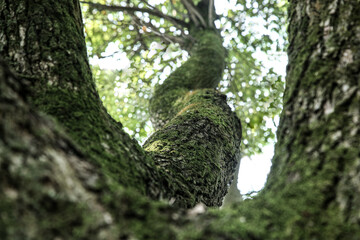 Obraz premium Moss covered tree trunk with green texture and natural light filtering through summer forest canopy