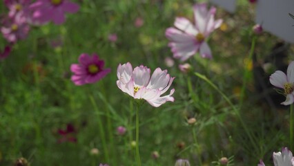 Fototapeta premium Mexican Aster and Cosmos Flower