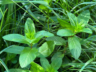 Peppermint Mentha piperita green leaves perennial herb. © OLENA LIALINA