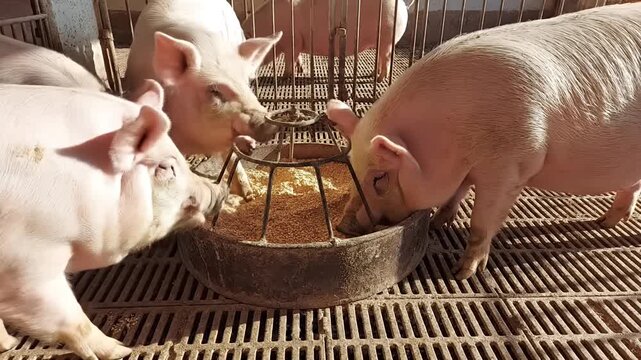Pigs eating food in a pen close up shot of animals in sunlight