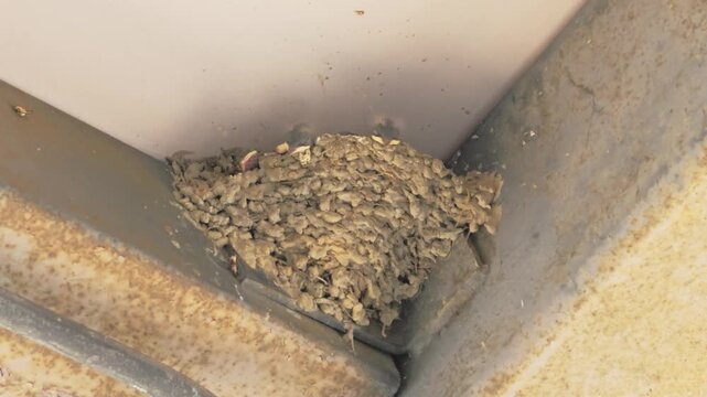 Swallow Chicks in a Mud Nest Under the Eaves