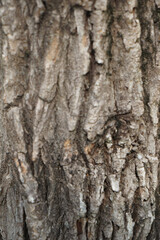 Fototapeta premium Close Up Of Tree Bark Texture