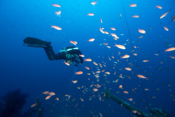 Fototapeta premium Nuvola di castagnole rosse, Anthias anthias, sullo sfondo Sub con rebreather e bailout