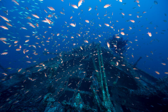 Prua del relitto del Togo, nave mercantile affondata nella baia di Cavalaire, Francia; circondata da una nuvola di Anthias