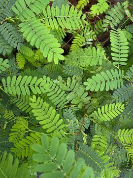 Top-down view of lush green bipinnate leaves with delicate leaflets. Natural botanical pattern and texture.