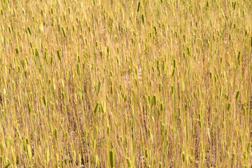 Obraz premium Sunny gold wheat straws