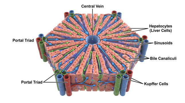 Detailed illustration of the hexagonal structure of a liver lobule showing central vein, portal triad, sinusoids, bile canaliculi, Kupffer cells, and hepatocytes