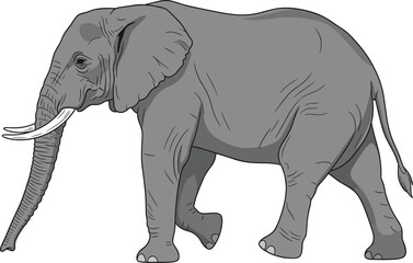 Fototapeta premium Large grey African elephant vector illustration with white tusks walking isolated on a clean background