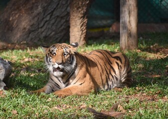 Fototapeta premium Adult Bengal tiger in Zoo
