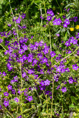 Fototapeta premium Vibrant Purple Legousia speculum-veneris Venus Looking Glass Flowers in Spring Meadow