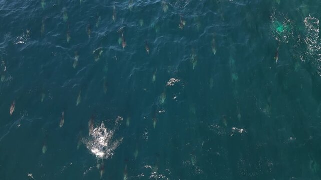 Large group of common dolphins swimming together during the annual sardine run along the east coast of South Africa. Natural footage showing migration behaviour of marine mammals in open ocean,