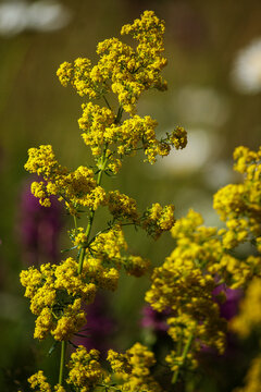 Yellow bedstraw (Galium verum) wildflower blooming close up.