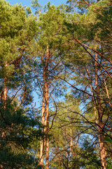 Fototapeta premium Tall pine forest with slender reddish trunks and dense green foliage illuminated by sunlight against blue sky
