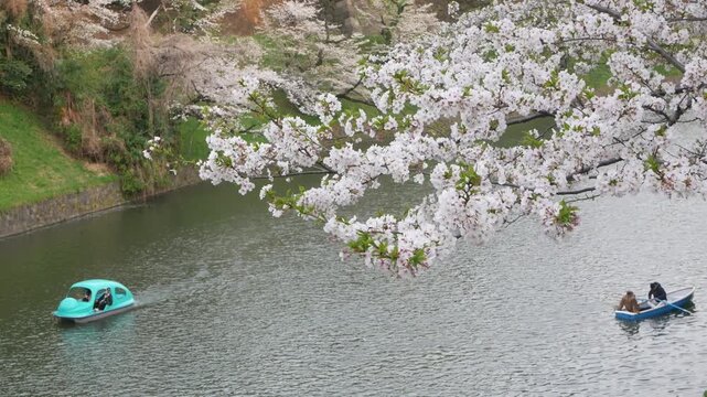 natural landscape view of cherry blossom sakura flower trees along the canal in hanami sakura spring time in day time in Tokyo city,spring sakura flower trees along canal river in chidorigafuchi area