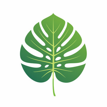Monstera Deliciosa Leaf Illustration