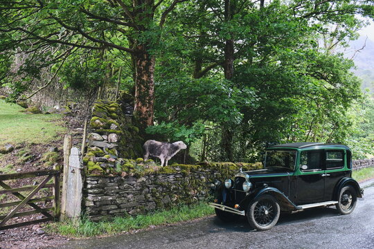 Oldtimer Auto auf Landstrasse in England, Schaf auf Mauer am Strassenrand