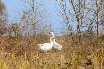 Fototapeta premium White Geese Pair in Spring Field with Bare Trees - Rural Farm Birds in Natural Countryside Setting