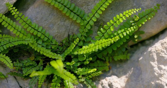 Asplenium trichomanes, Maidenhair Spleenwort Growing on a Rock