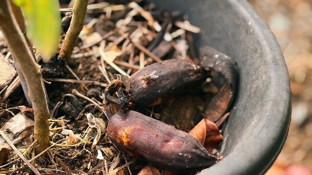 Close-up of decomposing fruit pods as natural mulch in a plant pot, enriching soil. Organic fertilizer and sustainable gardening.