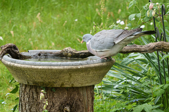 Eine Ringeltaube an einem Vogelbad im Sommer