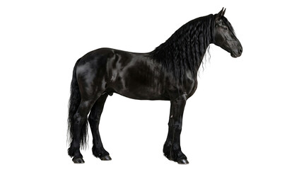 Fototapeta premium Black horse standing alone isolated on transparent background