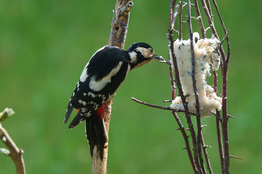 Ein Buntspecht an einer Vogelfutterstelle mit Fett