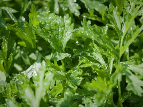 Fresh Green Leafy Vegetables with Water Droplets - Natural Organic Garden Foliage