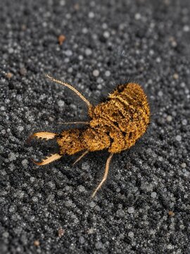 Macro close-up of a tiny pseudoscorpion crawling on black volcanic sand, showing detailed texture, pincers, and miniature arachnid features in natural habitat.